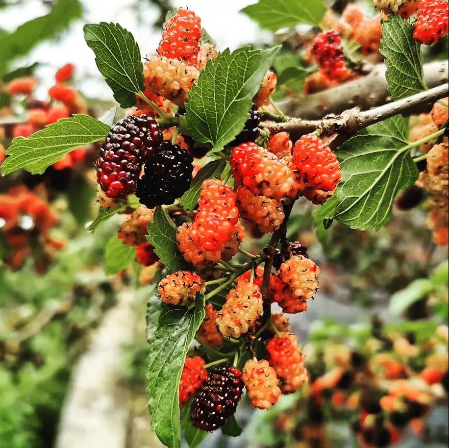 【2019年度广新荣誉体系先进集体系列报道四:羊城集团】坚定信心 奋勇争先 谱写新时代羊城集团全面转型发展新篇章 【2019年度广新荣誉体系先进集体系列报道四:羊城集团】坚定信心 奋勇争先 谱写新时代羊城集团全面转型发展新篇章