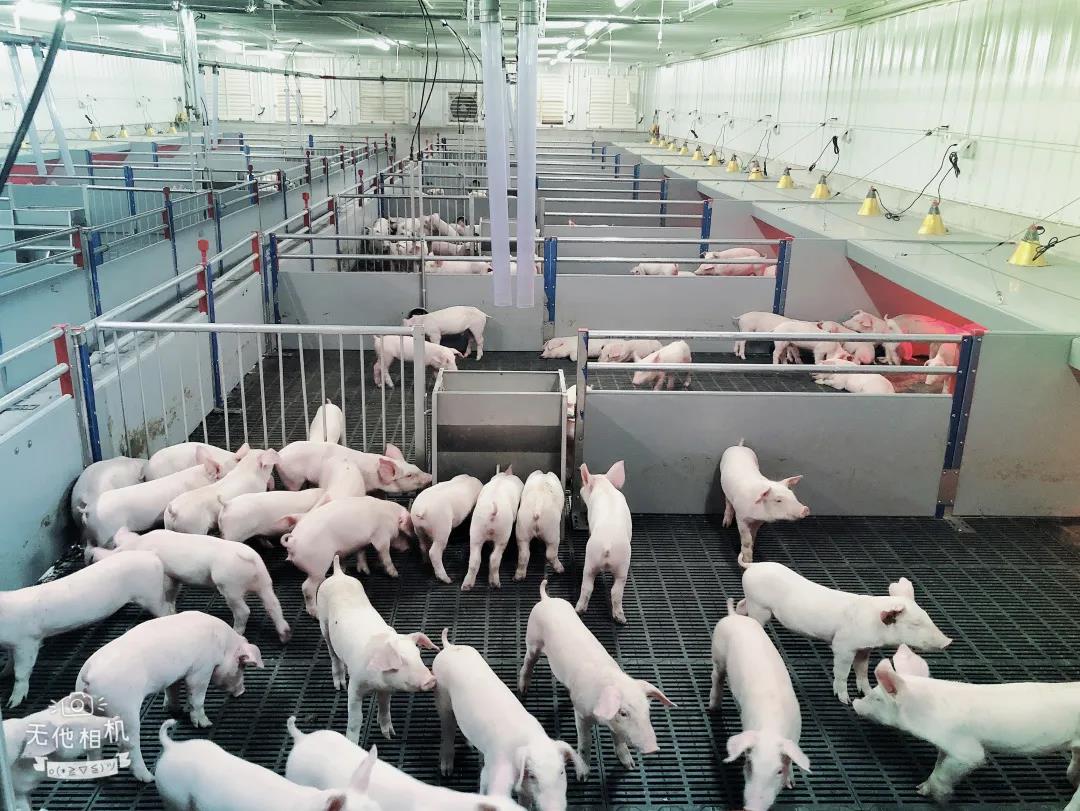 【“新广新 新风采”专题报道】省食品：在履职尽责中展现国企新风采 全力保障大湾区“菜篮子”工程