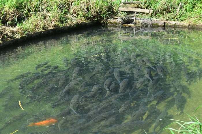 03 阳春市圭岗镇凼仔鱼品质上乘.jpg